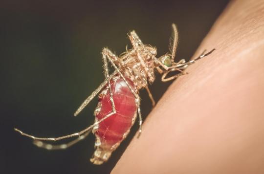 L'insuline pourrait jouer un rôle vital dans le contrôle des virus propagés par les moustiques