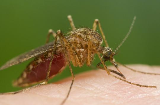 Un vaccin contre le paludisme présente des résultats prometteurs
