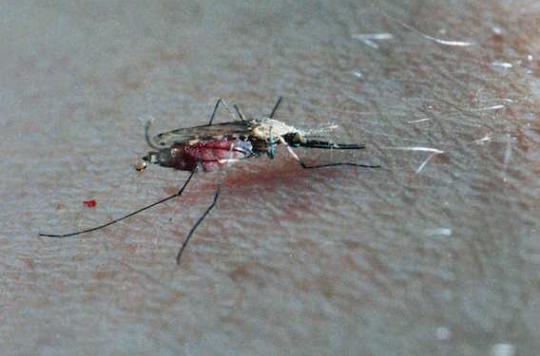 Virus Zika : le moustique tigre fait planer une nouvelle menace sur la France