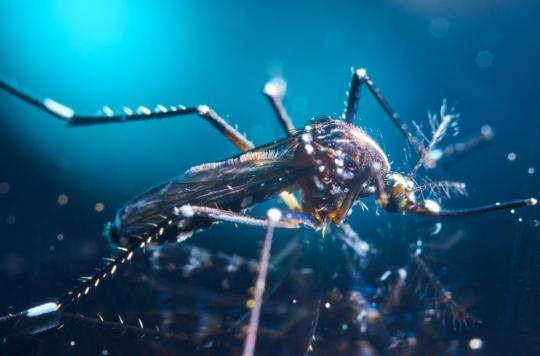 Comment le parasite responsable du paludisme résiste à la chaleur de la fièvre