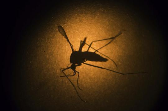 Virus Zika : 15 femmes enceintes infectées aux Antilles et en Guyane