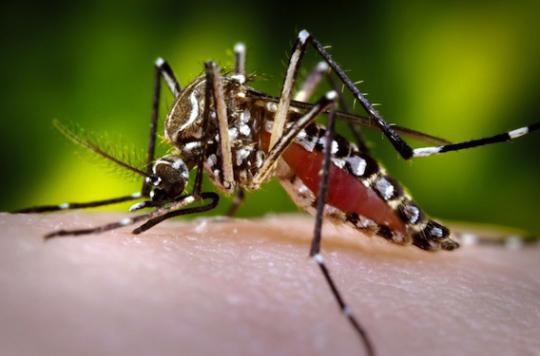 Zika : 2 premiers cas déclarés au Vietnam 