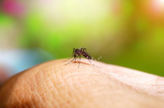 Zika : 11 cas signalés dans le Bas-Rhin
