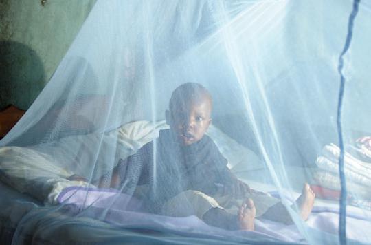 Paludisme : l'éradication menacée