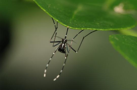 Paludisme : l’Europe a stoppé les transmissions