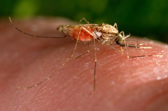 Le paludisme éradiqué au  Sri Lanka 