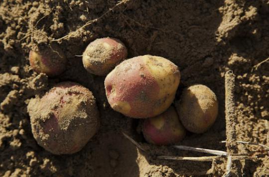 Cancers digestifs : les pommes de terre pourraient diminuer les risques