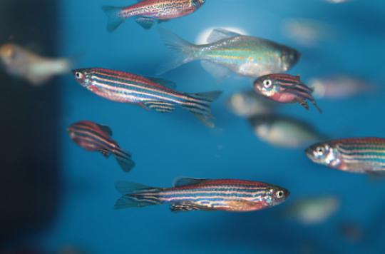 Moelle épinière : une protéine réparatrice découverte chez le poisson zèbre 