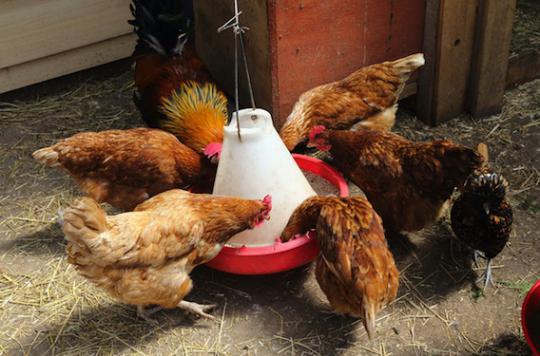 Grippe aviaire : un plan d'urgence sanitaire  activé