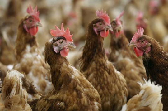 Grippe aviaire : la Corée du Sud interdit l'importation de volailles françaises