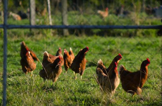 Grippe aviaire : l'exportation des volailles interdite