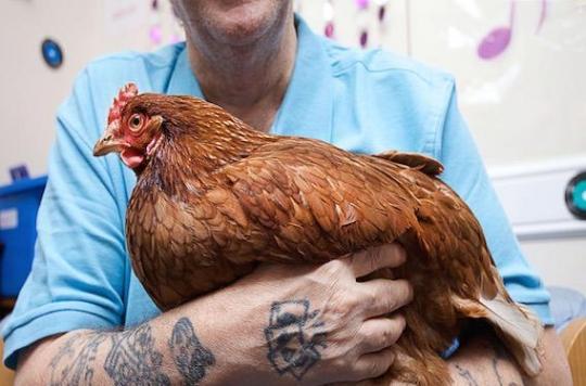 Salmonellose : les poules domestiques à risque pour l'homme