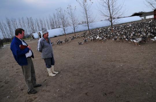 Grippe aviaire : les effets du vide sanitaire sur les éleveurs 