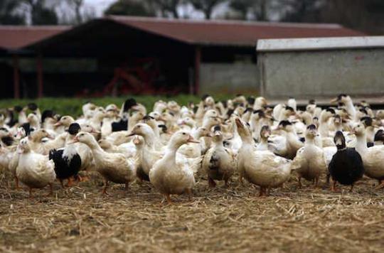 Grippe aviaire : 42 foyers et 6 départements touchés