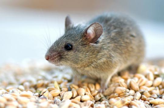 Des souris rajeunissent grâce à une vitamine 
