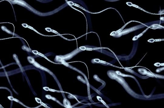 Covid-19 : peut-elle affecter le sperme des hommes et avoir des effets sur le système immunitaire de futurs enfants?