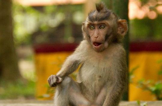 Macaques euthanasiés : la SPA « condamne fermement cet acte »