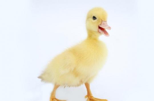 Des dizaines de milliers de canards abattus ou confinés   pour arrêter la menace de  grippe aviaire 