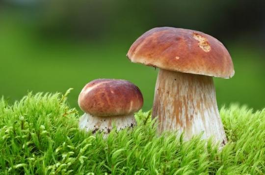 Des champignons hallucinogènes pour \