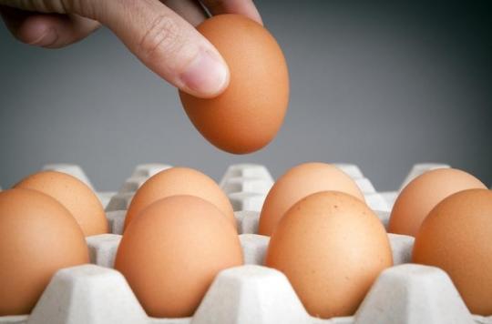 Donner Un œuf Par Jour Aux Bebes Favorise Leur Croissance