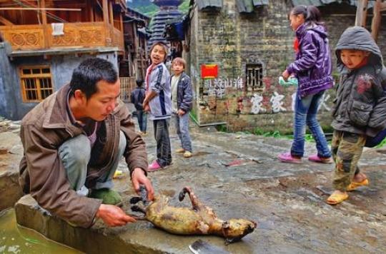Taïwan : les chiens et les chats interdits à la consommation