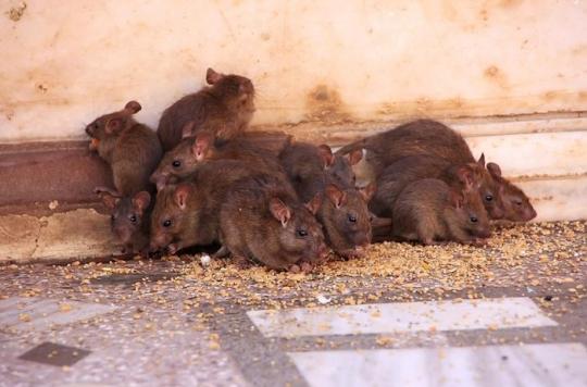 Roubaix Une Paraplégique Victime De 225 Morsures De Rats