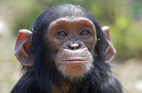 Chimpanzees learned to play rock-paper-scissors 