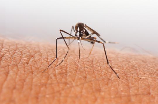 Zika : des moustiques programmés pour tuer en copulant