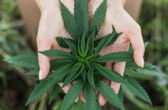 Cannabis : une légalisation rapporterait plus d'un milliard d'euros à la France