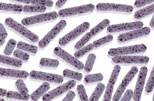 Bactérie E. coli : rappel d'escalopes de veau Jean Rozé