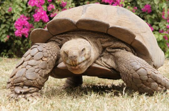 Une tortue accro au sexe a sauvé son espèce 