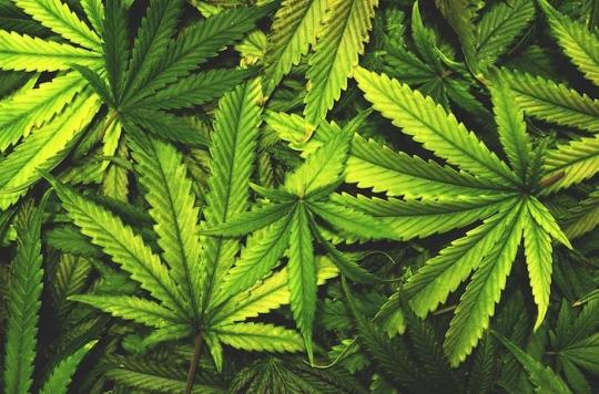 Légalisation du cannabis : des effets mitigés sur la consommation