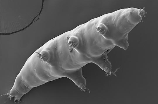 Rayons X : les secrets du tardigrade utiles pour protéger l'homme