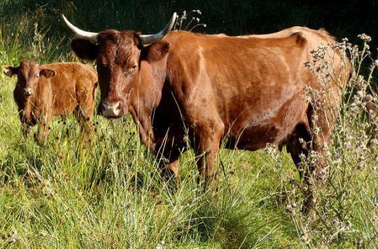 Vache folle : des chercheurs ont trouvé l'origine de la maladie 