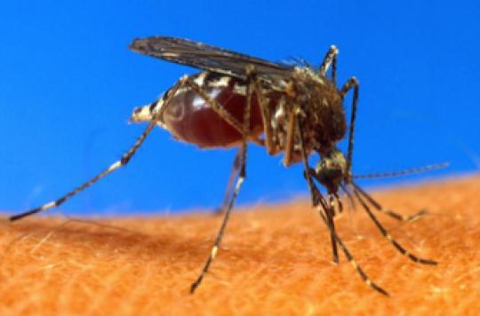 Paludisme : 700 millions de cas évités en 15 ans 