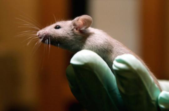 OGM : les tests de mise sur le marché faussés par la nourriture des rats de laboratoire 