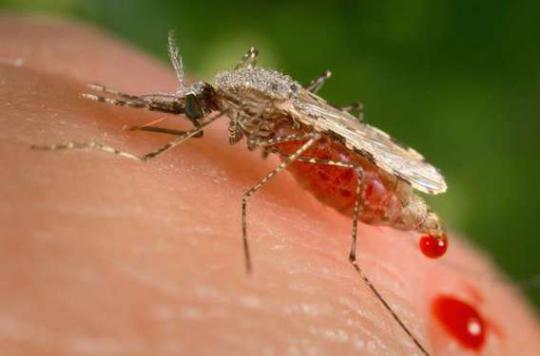 Zika : sang et sperme surveillés