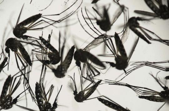 Zika : l'Institut Pasteur recommande les rapports sexuels protégés 