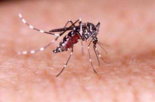 Zika : la France plus exposée au risque d'épidémie 