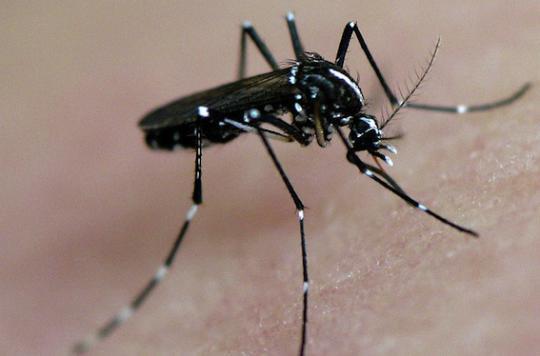 Zika : premier cas de transmission sexuelle en Espagne 