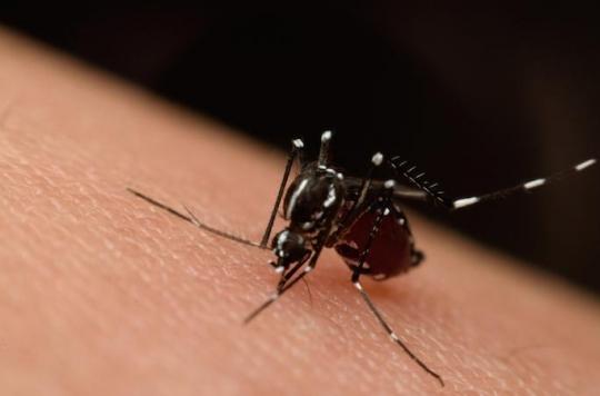 Zika : une application smartphone permet un diagnostic rapide