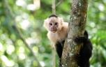 Variole du singe : un premier cas confirmé en France