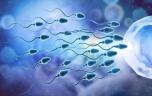 Infertilité masculine : un nouveau mécanisme génétique qui pourrait être en cause a été découvert 