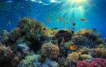Les coraux de mer abritent un anticancéreux très recherché