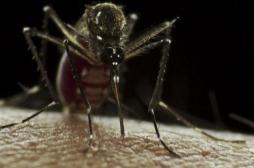 Nouvelle-Calédonie : la dengue fait une 8e victime