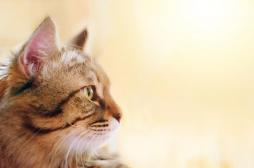 Lyssavirus : le chat qui inquiète l'Italie