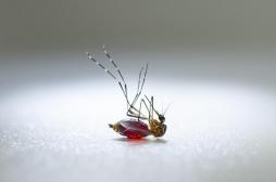 Paludisme : un insecticide oral pour tuer les moustiques par le sang