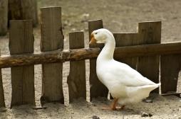 Grippe aviaire : la fin de l'épidémie est déclarée 