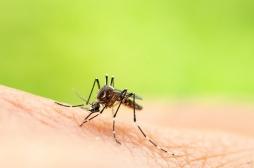  Provence-Alpes-Côte d'Azur : 18 cas confirmés de dengue et un cas probable de Chinkungunya