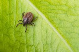 Un antimicrobien pour éradiquer la maladie de Lyme dans la nature